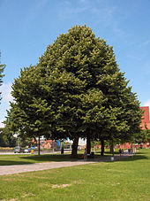 Tilia tomentosa12.JPEG